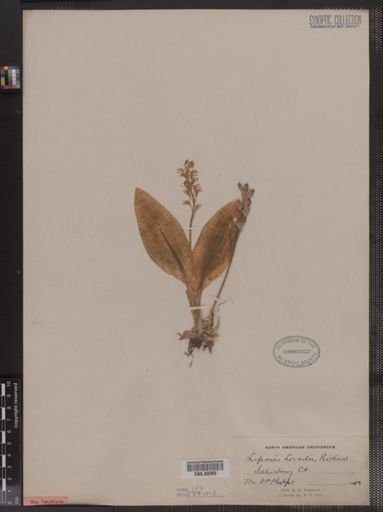 Liparis loeselii