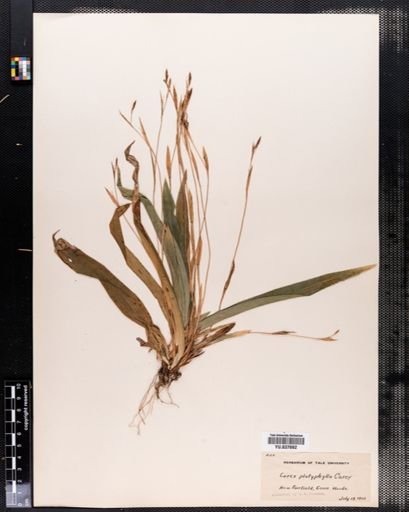 Carex platyphylla