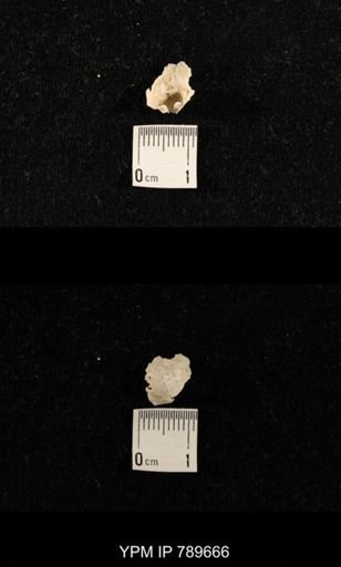 undet. Brachiopoda