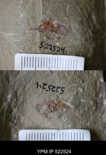 undet. Stylophora