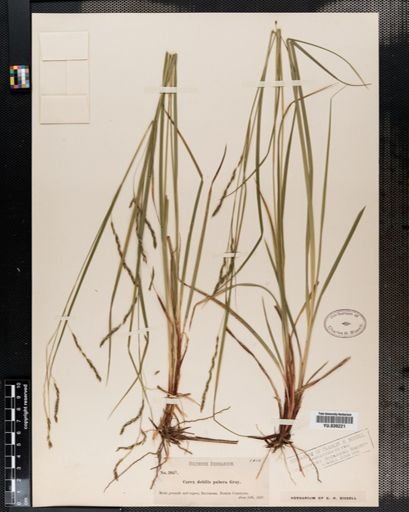 Carex debilis
