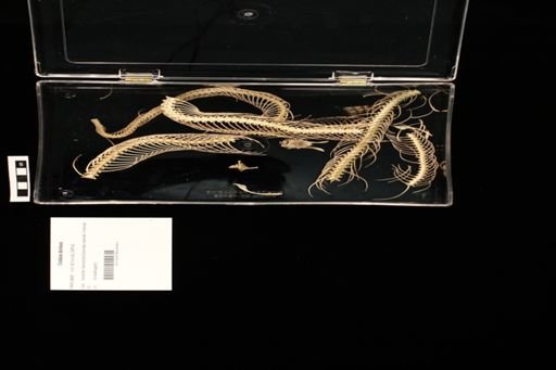 Crotalus durissus