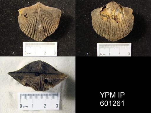 Costispirifer arenosus