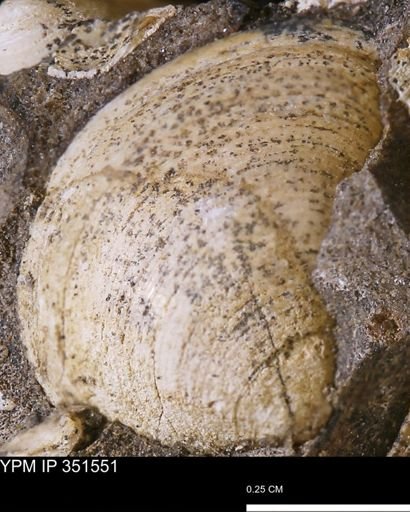 Limopsis striatopunctatus