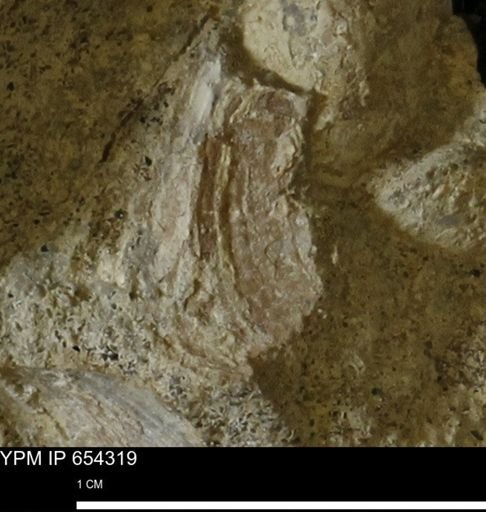 Mollusca