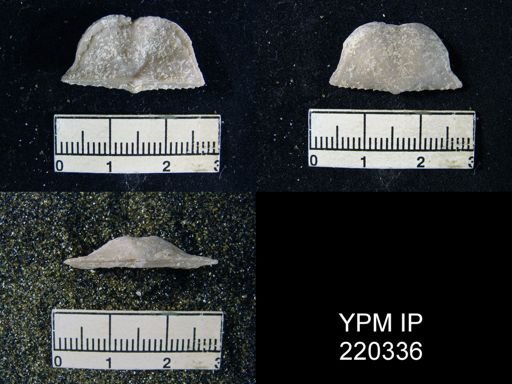 Chonetes granulifer