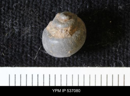 Viviparus montanaensis