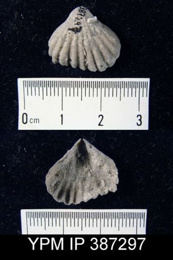undet. Rhynchonellida