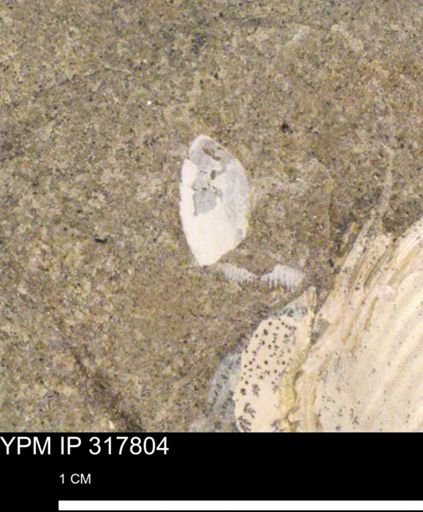 undet. Mollusca