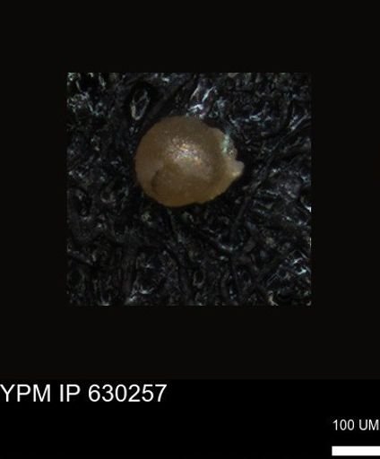 undet. Foraminiferida