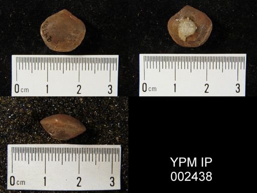Merista plebeia