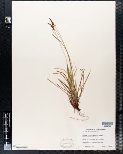 Carex pensylvanica