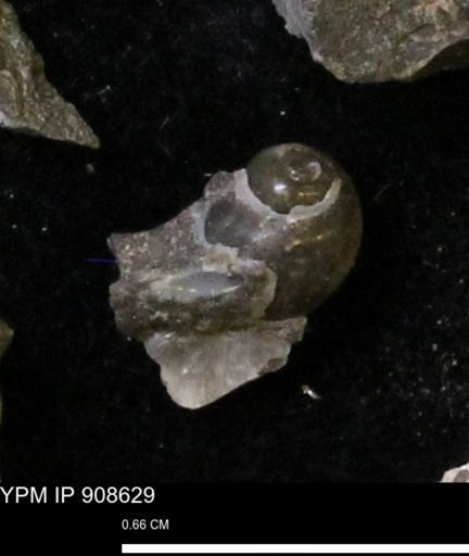 undet. Gastropoda
