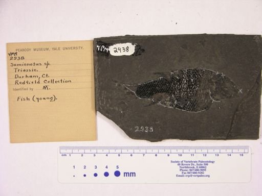 Semionotus sp.