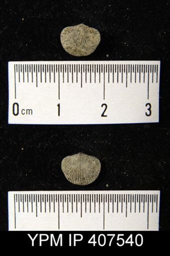 Dalmanella meeki