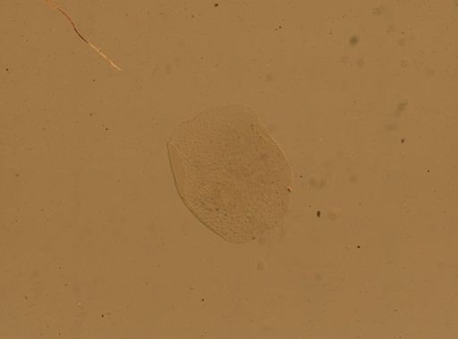 Lagisca impatiens