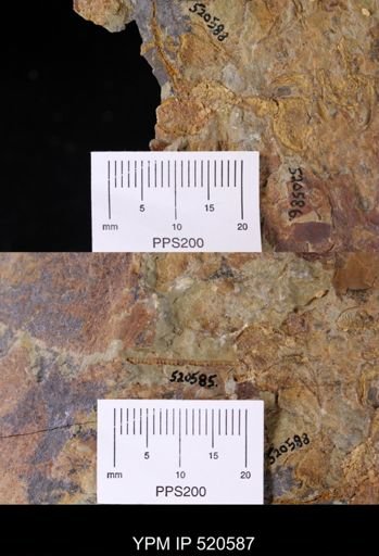 Chauvelicystis sp.