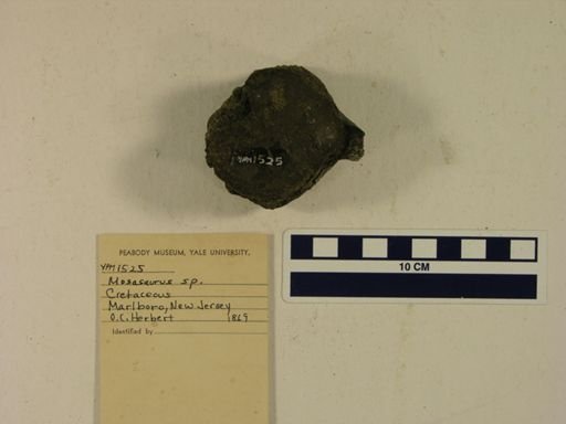Mosasaurus sp.