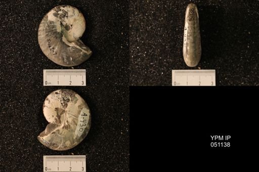 Hoploscaphites nicolletii