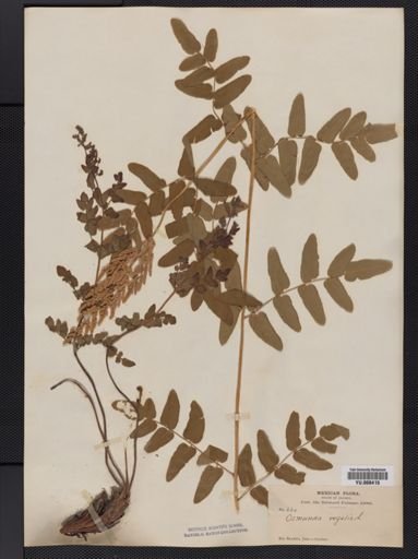 Osmunda regalis