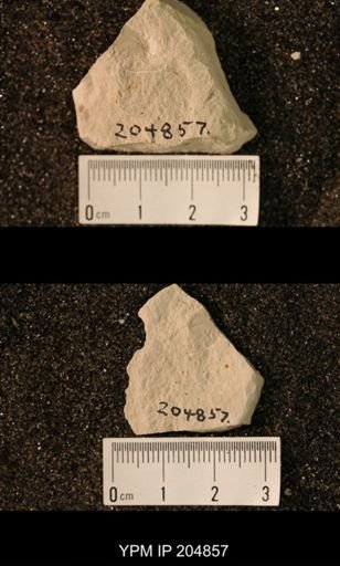 Blattaria
