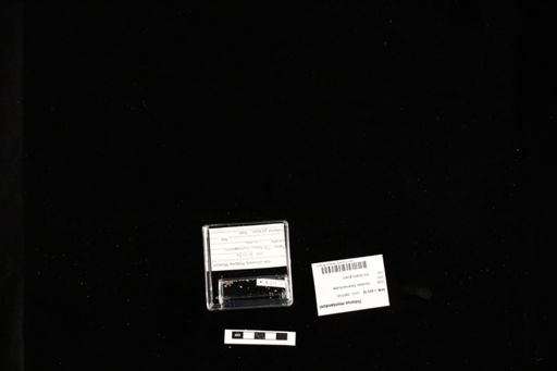 Triturus montandoni