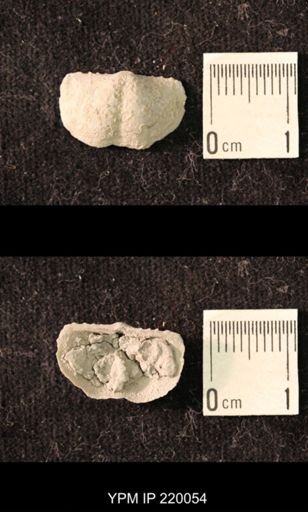 Chonetina flemingi alata