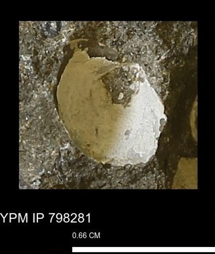 Protocardia