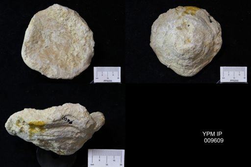 Hyalotragos pezizoides