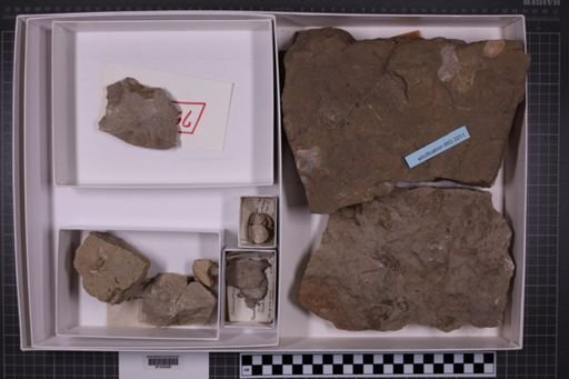 mixed taxa, stratigraphic collection