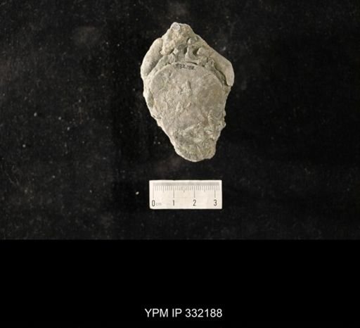 undet. Bryozoa