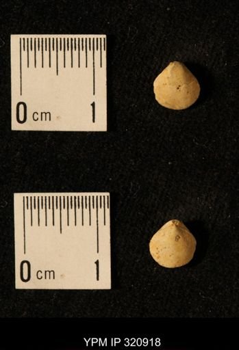 Dielasma elongatum