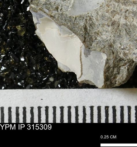 undet. Mollusca