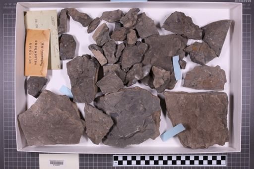mixed taxa, stratigraphic collection