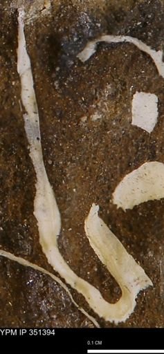 undet. Bivalvia