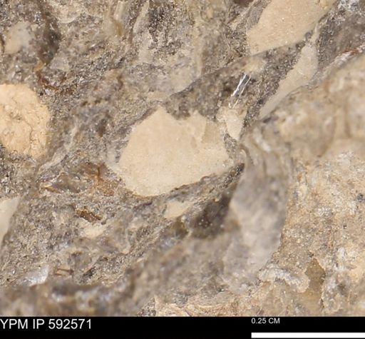 undet. Mollusca