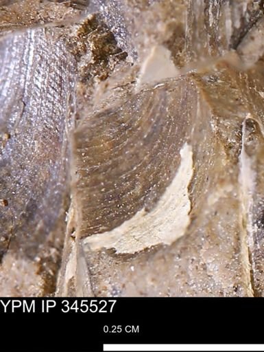Limopsis striatopunctatus