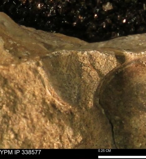 undet. Mollusca