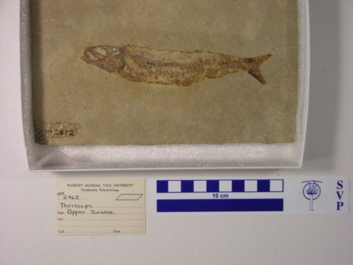 Thrissops formosus