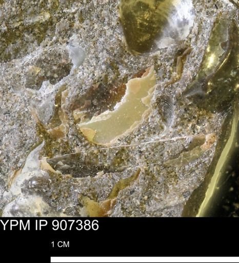 Ammonoidea?