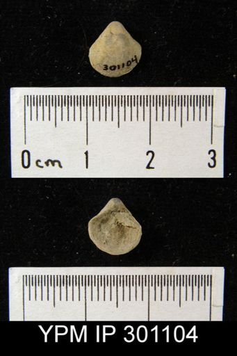 Crurithyris sp.