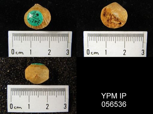 Uncinulus sp.