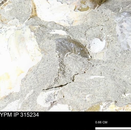 undet. Scaphitidae