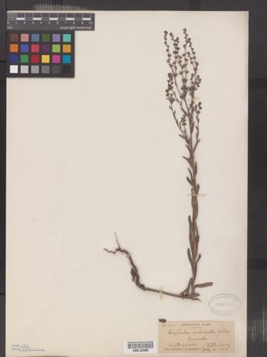 Lappula squarrosa