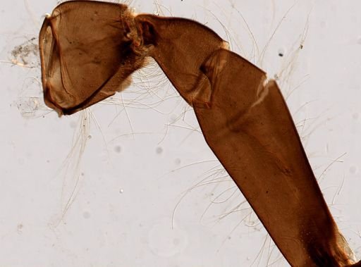 Apis mellifera