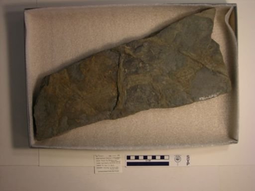 Apatopus lineatus