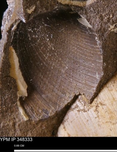 Limopsis striatopunctatus