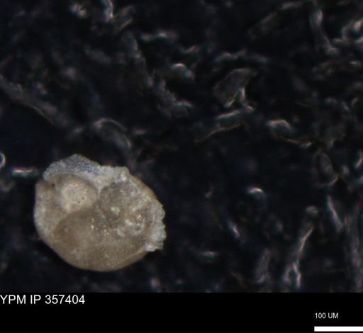 undet. Foraminiferida