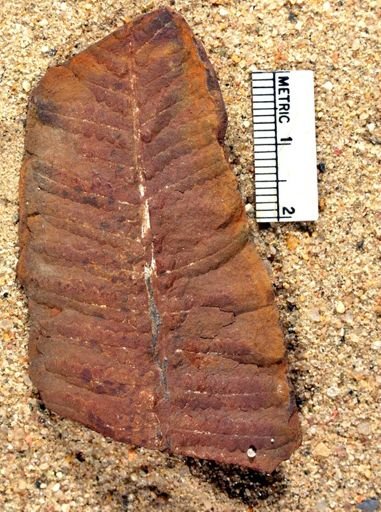 Pecopteris