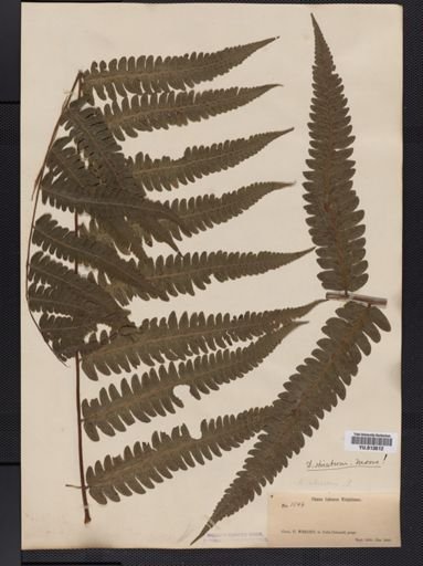 Athyrium